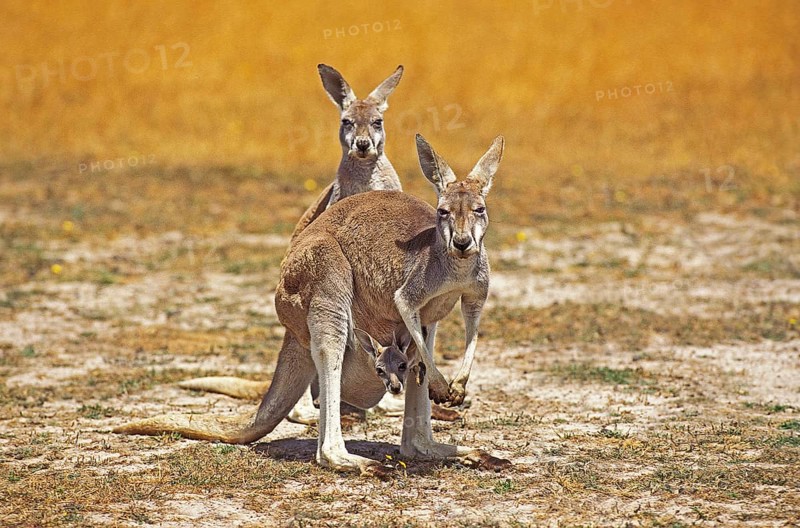 Red Kangaroo (macropus rufus), Female with Joey in Pouch, Australia, Oceania