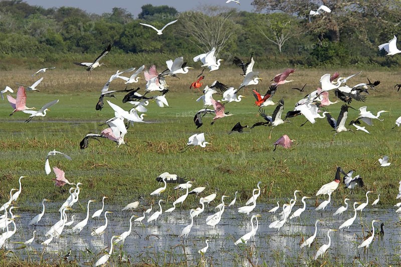 Great egret (casmerodius albus), group in swamp with Scarlet Ibis, Red-billed Whistling Duck, Roseate Spoonbill and White-faced Whistling Duck, flight, Los Lianos in Venezuela