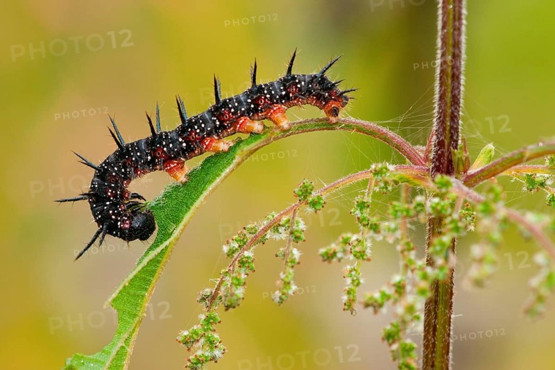 European peacock (Inachis io), caterpillar, Rhineland-Palatinate, Germany, Europe