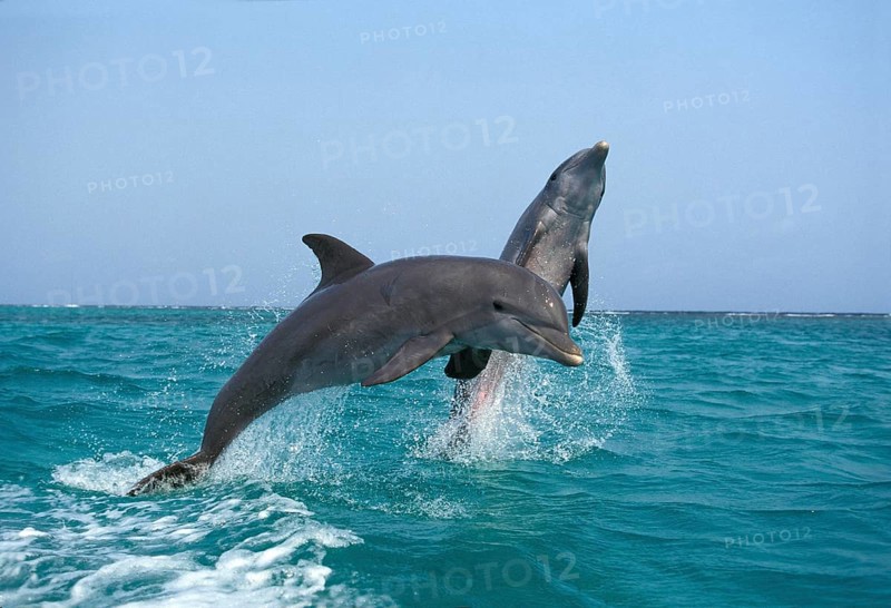BOTTLENOSE DOLPHIN (tursiops truncatus), ADULTS LEAPING, HONDURAS