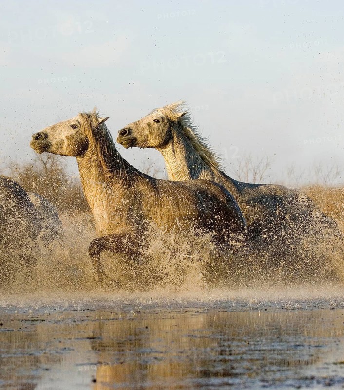CAMARGUE HORSE, PAIR GALLOPING THROUGH SWAMP, SAINTES MARIE DE LA MER IN THE SOUTH OF FRANCE