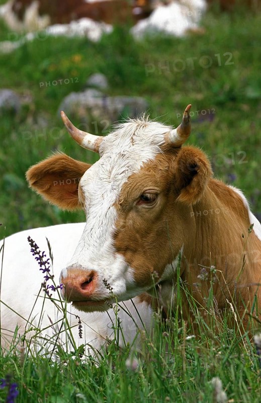 CATTLE, PORTRAIT OF COW RESTING ON GRASS