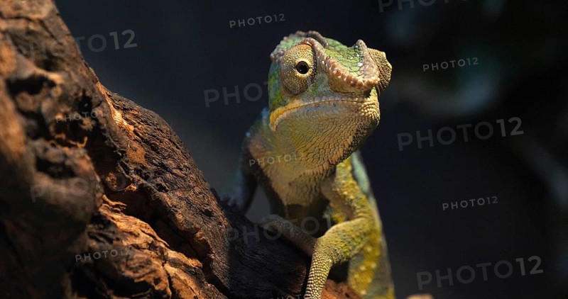 Panther Chameleon (furcifer pardalis), Adult standing on Branch, Madagascar, Africa