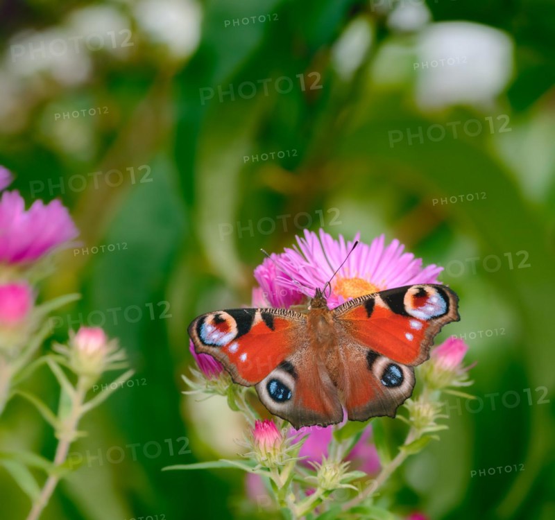 Macro of a pinted lady butterfly on a pink aster flower