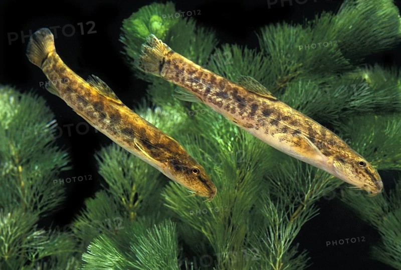 Spined Loach (cobitis taenia)