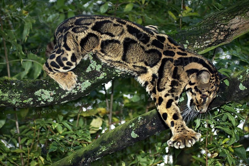 Clouded leopard (neofelis nebulosa), adult IN THE TREE
