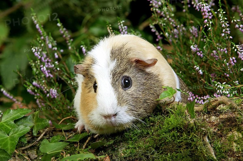 Guinea Pig (cavia porcellus), Adult in Heaters