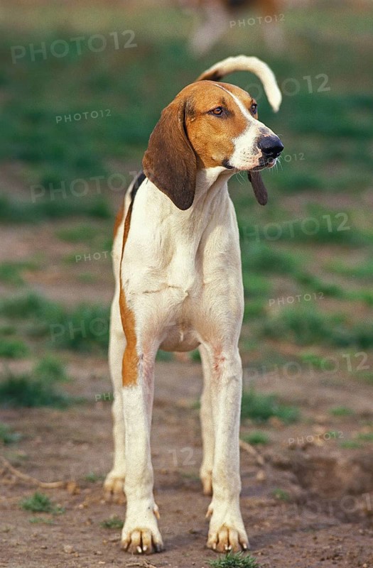 Large ANGLO-FRENCH TRIPLE DOG, ADULT