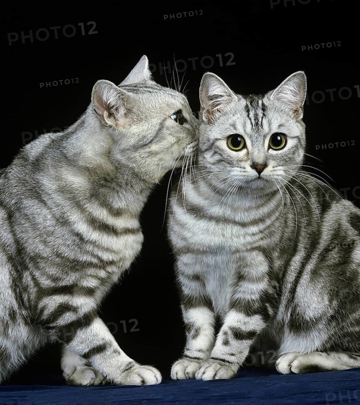 Silver tabby domestic cat against black background