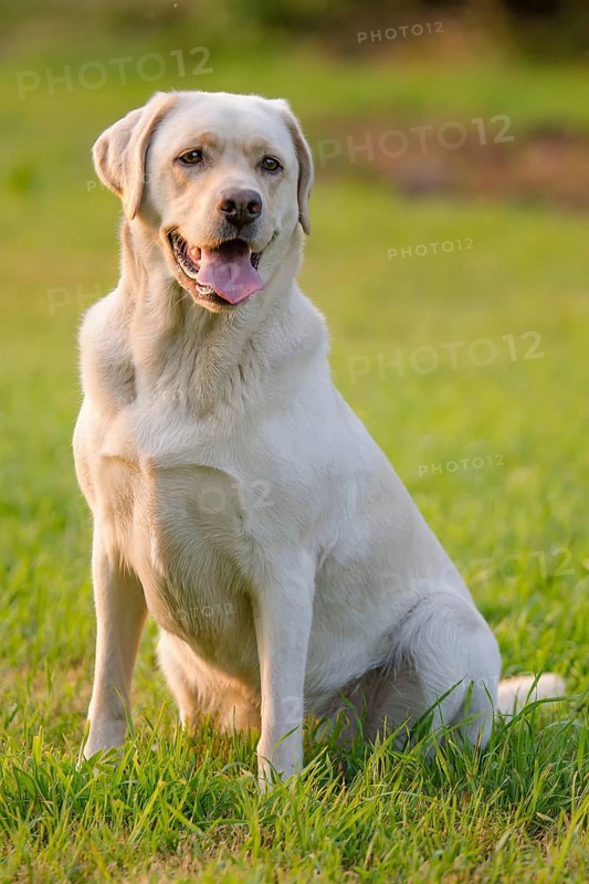 Labrador Retriever