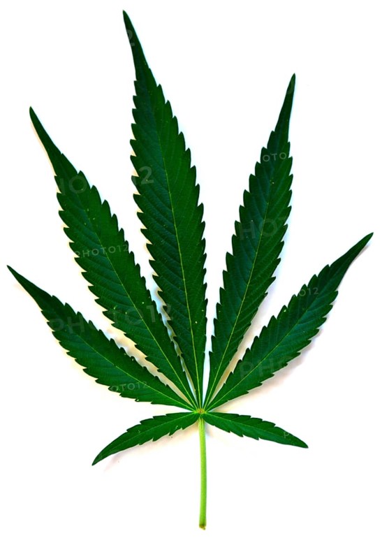 Indian Hemp (Cannabis sativa) (Cannabis indica)