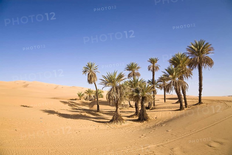 Date palms, Um el Ma oasis, Libyan desert, Sahara, Libya, Africa