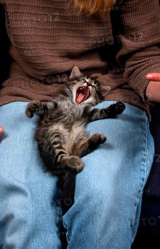 Norwegian Forest Cat, kitten, 6 weeks, on lap, tabby mackerel