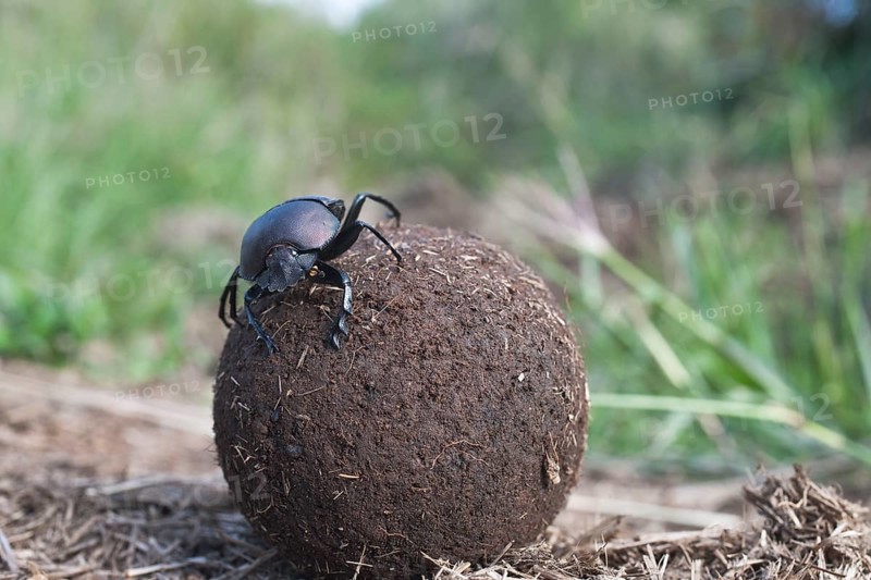 Dung Beetle, rolling ball of dung, Umfolozi-Hluhluwe National Park, South Africa (Scarabaeus)