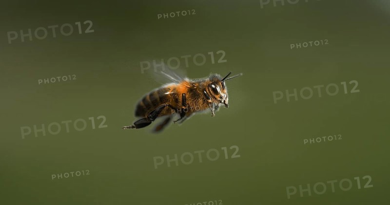 |European Honey Bee (apis mellifera), black Bee in Flight, Normandy