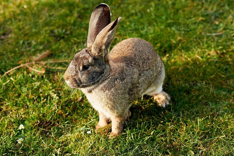 Happy easter bunny