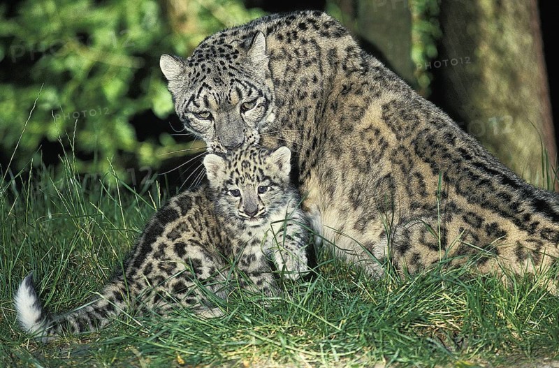 Snow Leopard (uncia uncia) or Ounce, Mother and Cub