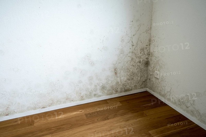 Wall with mould, empty flat