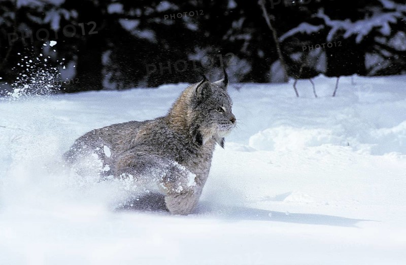 CANADIAN canada lynx (lynx canadensis), adult RUNS THROUGH THE SNOW, CANADA