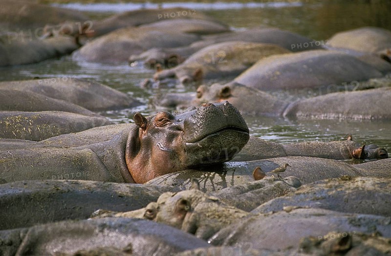 Hippopotamus (hippopotamus amphibius), Large Group at Virunga Park in Congo