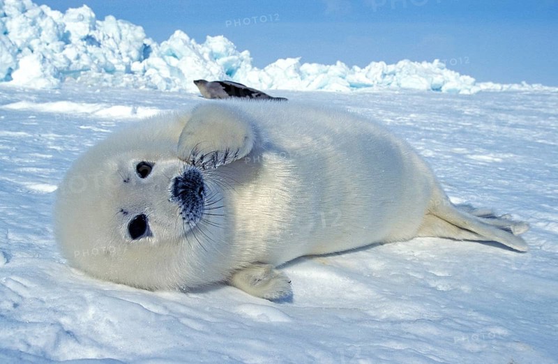 Harp seal (pagophilus groenlandicus), juvenile lying on ice floe, Magdalena Island, Canada, North America