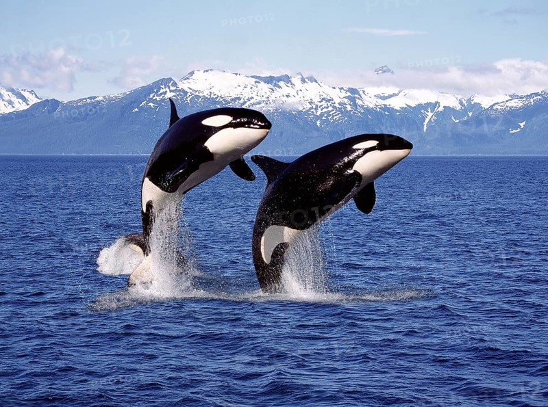 KILLER WHALE (orcinus orca), PAIR LEAPING, CANADA