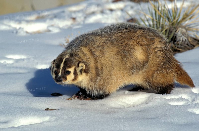 AMERICAN BADGER (taxidea taxus), ADULT ON SNOW, CANADA