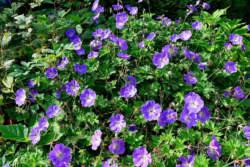 Cranesbill (Geranium), variety Rozanne, perennial, Germany, Europe