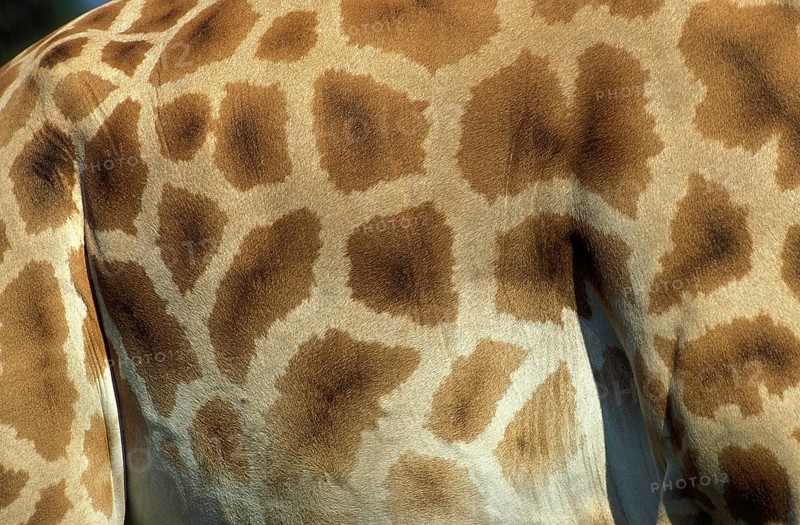 ROTHSCHILD'S GIRAFFE (giraffa camelopardalis rothschildi), CLOSE-UP OF SKIN, KENYA