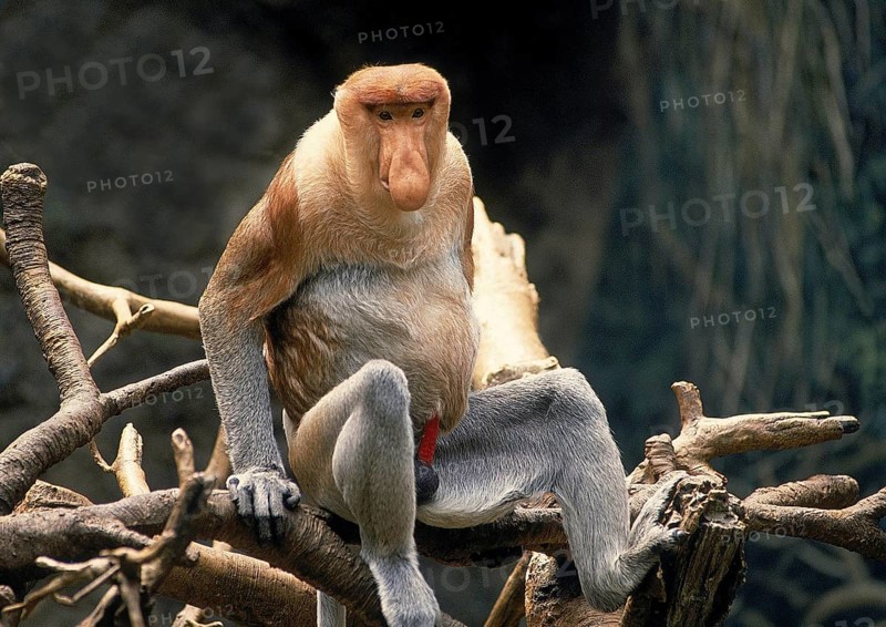 PROBOSCIS MONKEY (nasalis larvatus), MALE SITTING ON BRANCH