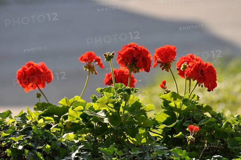 Red geraniums in a box, Pelargonium