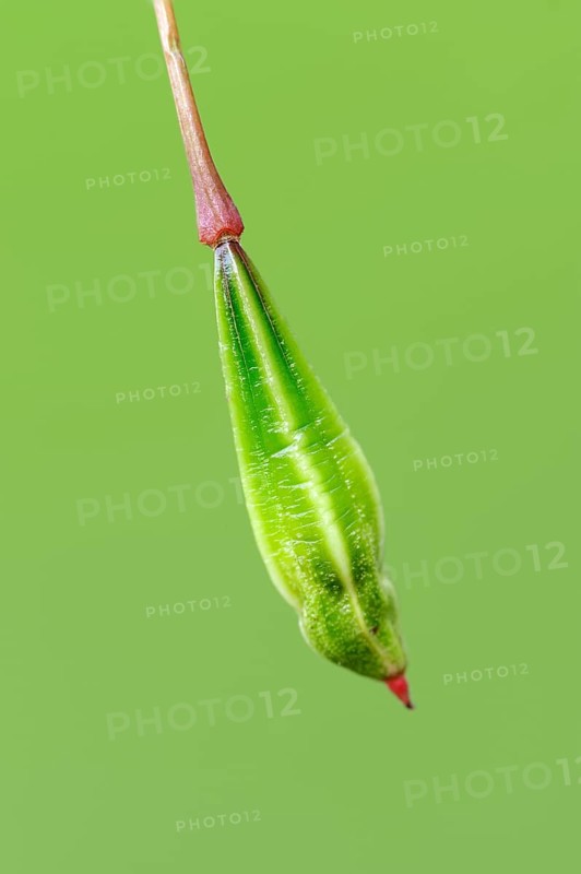 Himalayan Balsam (Impatiens glandulifera), seedhead, North Rhine-Westphalia, Germany, Indian Balsam, Europe