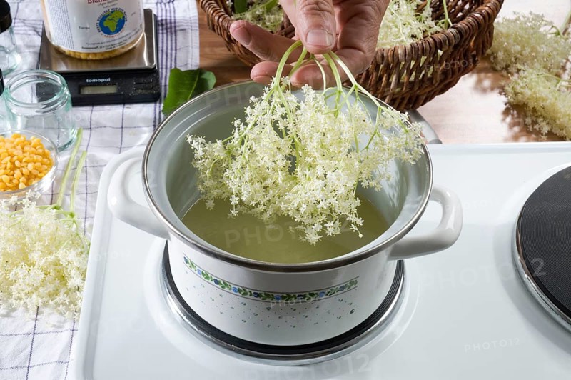 Elder (Sambucus nigra), production of elderberry ointment, elderflower, pot, cooking pot, stove, oven