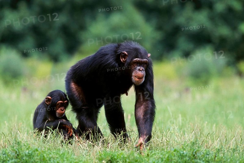 Chimpanzee (Primates) (Pan troglodytes), female with young (Africa) (Mammals) (Animals) (Apes) (Monkeys) (female) (outside) (sideways) (side) (meadow) (sitting) (standing) (black) (adult) (mother & child) (mother & baby) (two) (landscape) (horizontal)