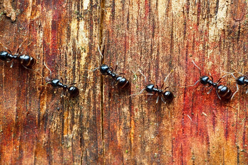 Lasius fuliginosus (Lasius fuliginosus), ant, ants, Schleswig-Holstein, Germany, Europe