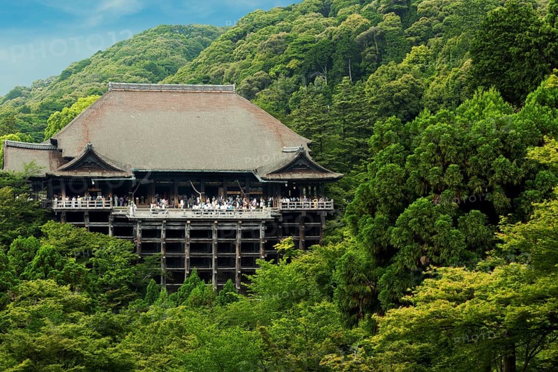 Distant view of Kiyomizu-dera temple nestled in green forest crowded with throngs of tourist visitors on a clear blue sky day in Kyoto, Japan, Asia