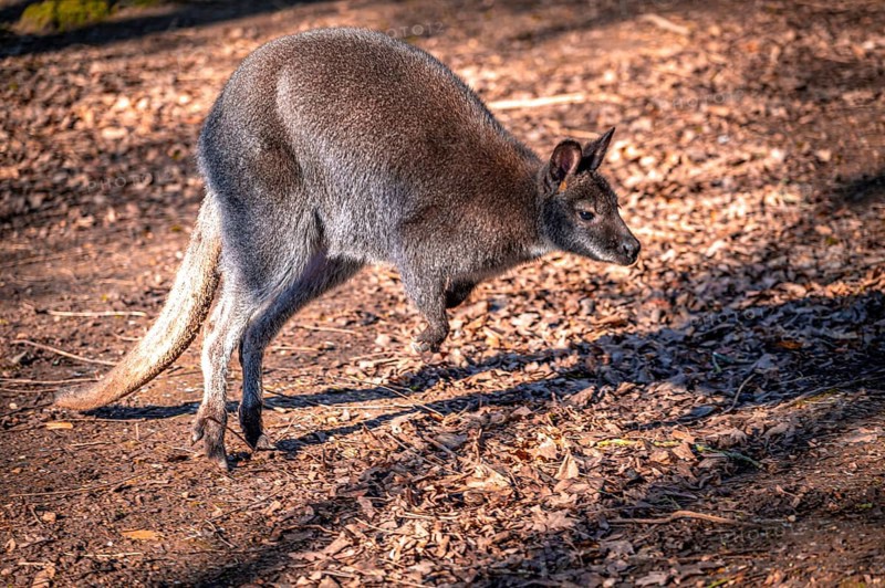 Wallaby kangaroo (Macropodidae) in its natural environment, Eisenberg, Thuringia, Germany, Europe