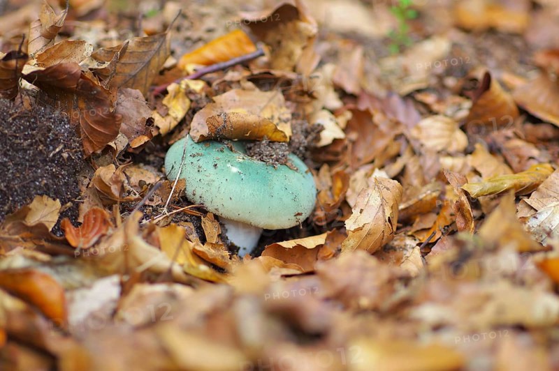 Green brittlegill, Russula virescens, green brittlegill, Russula virescensin in autumn forest