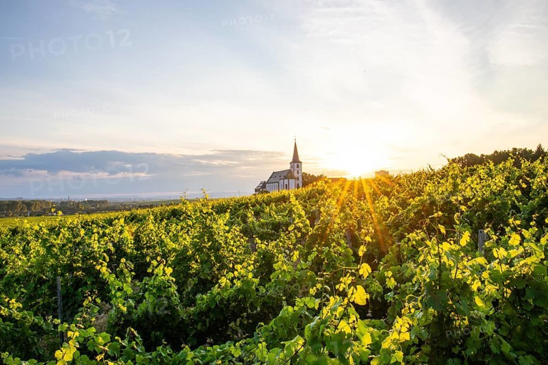 Green vineyards and old church, vineyards of the city of Frankfurt in Hochheim am Main, Germany, Europe