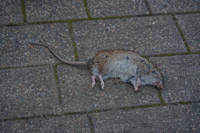 Dead Norway rat (Rattus norvegicus), food pest, disease vector, neozoon, rodent, rat, Schwäbisch Hall, Hohenlohe, Heilbronn-Franken, Baden-Württemberg, Germany, Europe