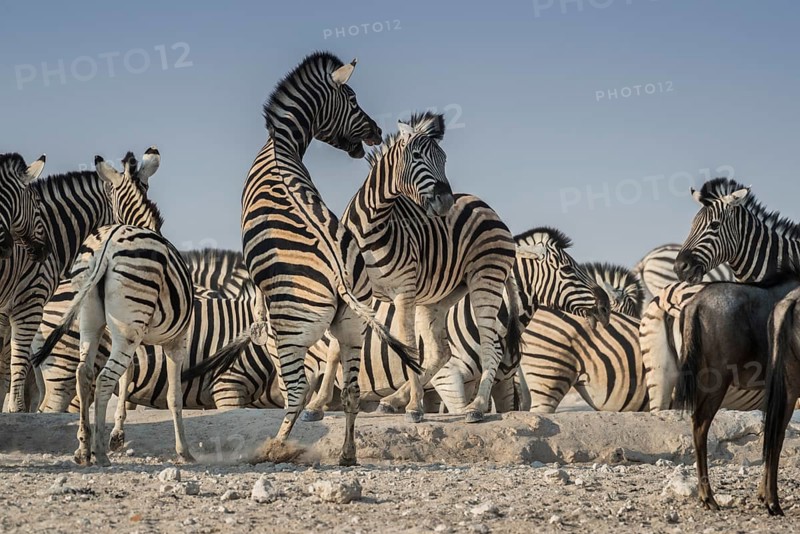 Steppe zebras (Equus burchelli) fighting, Etosha National Park, Namibia, Africa