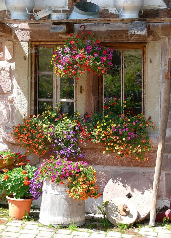 Poppeltal, Enzklösterle, Black Forest, Poppelhof, petunias blooming at the window outside