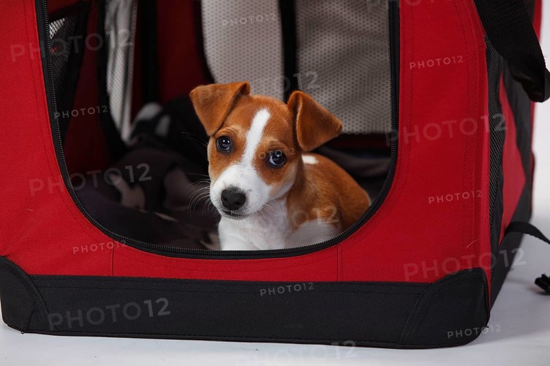 Jack Russell Terrier, puppy, 9 weeks, bitch, in open kennel, transport box, box, fabric box