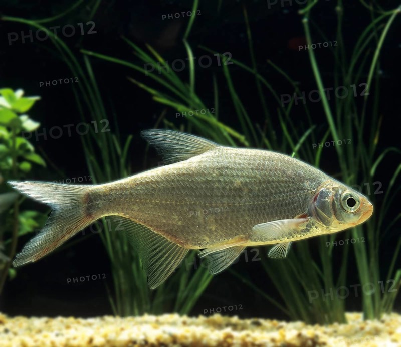 Magpie, Glances, Pliete, Half Bream, Glances, Pliete, Half Bream, Animals, Other Animals, Fishes, Carp-like, Carp Fishes, SILVER BREAM blicca bjoerkna (Abramis bjoerkna)