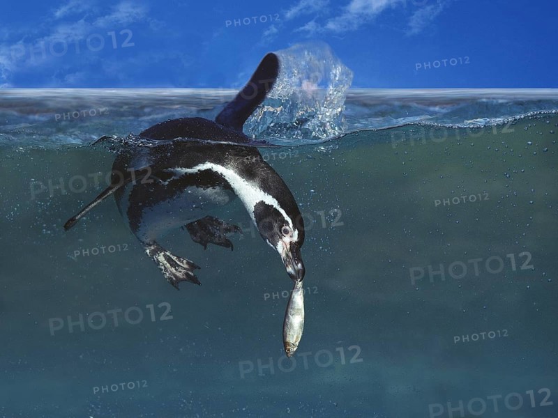 Humboldt Penguin (spheniscus humboldti), Adult fishing