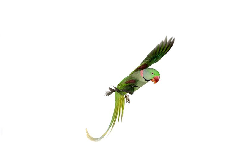 Alexandrian parrot (Psittacula eupatria), adult in flight against white background
