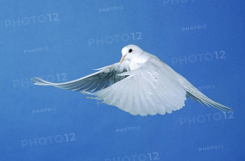 WHITE DOVE FLYING