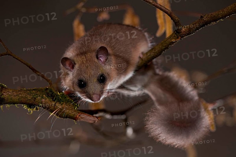 Edible or Fat Dormouse (Glis glis)