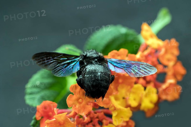 Blue carpenter bee (Xylocopa) sitting on a wood anemone (Lantana), Saranda, Albania, Europe