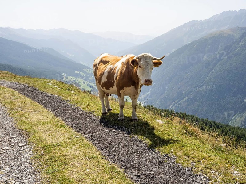Cow on an alpine path, Mölltal in the background, Schareck mountain, Hohe Tauern National Park, Carinthia, Austria, Europe